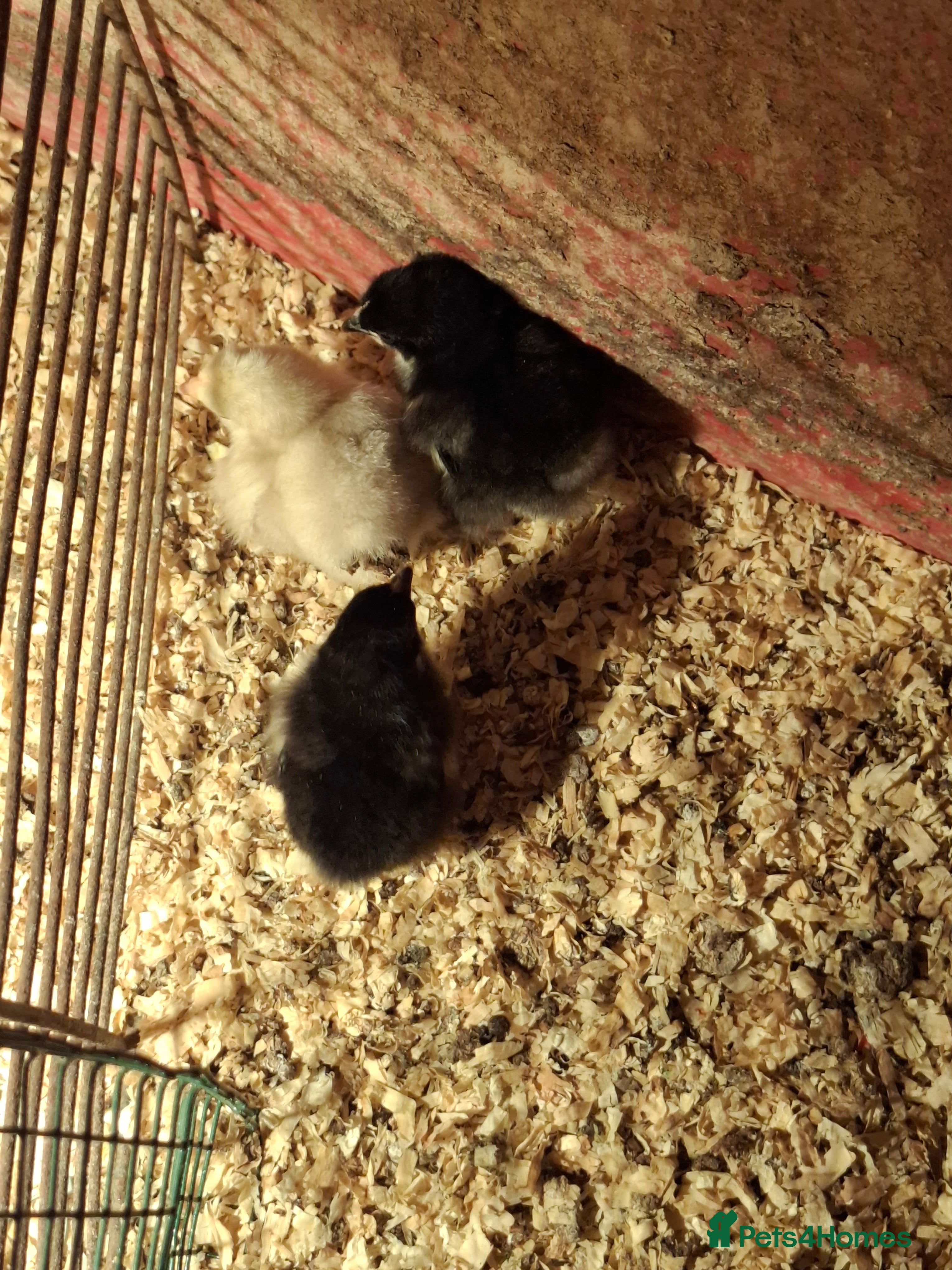 Chickens poultry Pekin bantom chicks - Advert 2