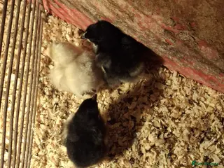 Chickens poultry Pekin bantom chicks - Advert 14