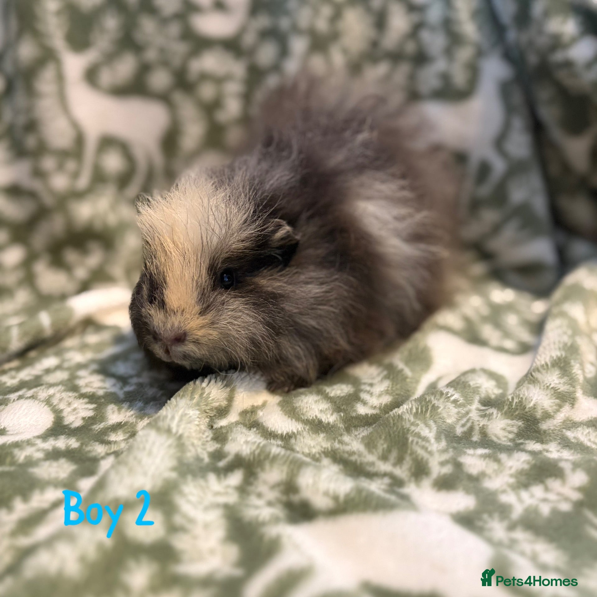 Guinea Pig rodents Male Guniea pigs  - Advert 2