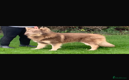 German Shepherd dogs for sale: Beautiful mixed coloured heath tested German sheps - Image 25