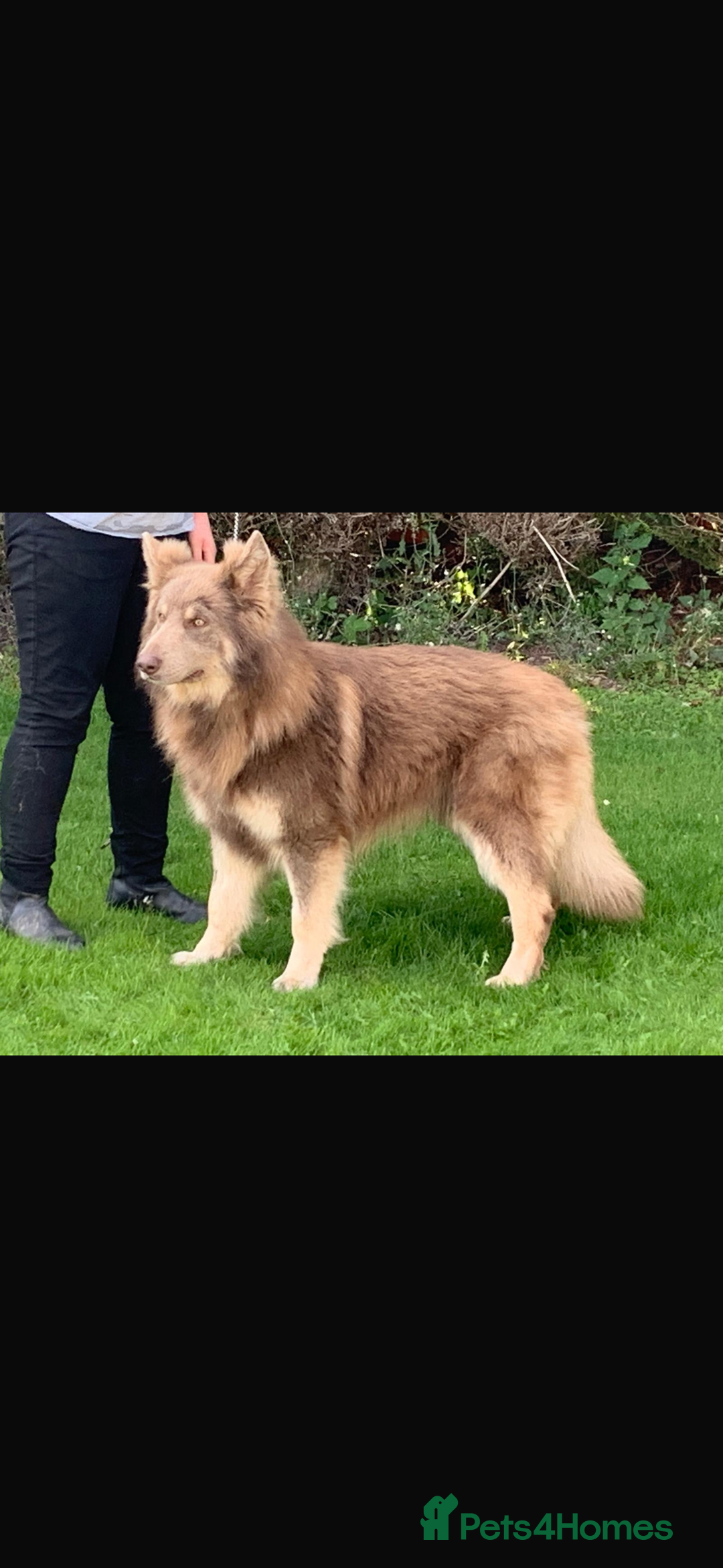 German Shepherd dogs for sale: Beautiful mixed coloured heath tested German sheps - Image 25