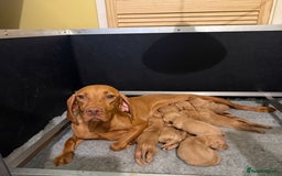 Hungarian Vizsla dogs for sale: KC Reg Hungarian Vizsla Pups Health Tested Parents - Image 5