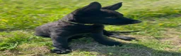 German Shepherd dogs for sale: Working-Line German Shepherd Puppies - Cornwall - Advert 2