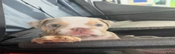 English Bulldog dogs for sale: ***REDUCED*** English bulldog Fully KC registered  - Advert 2