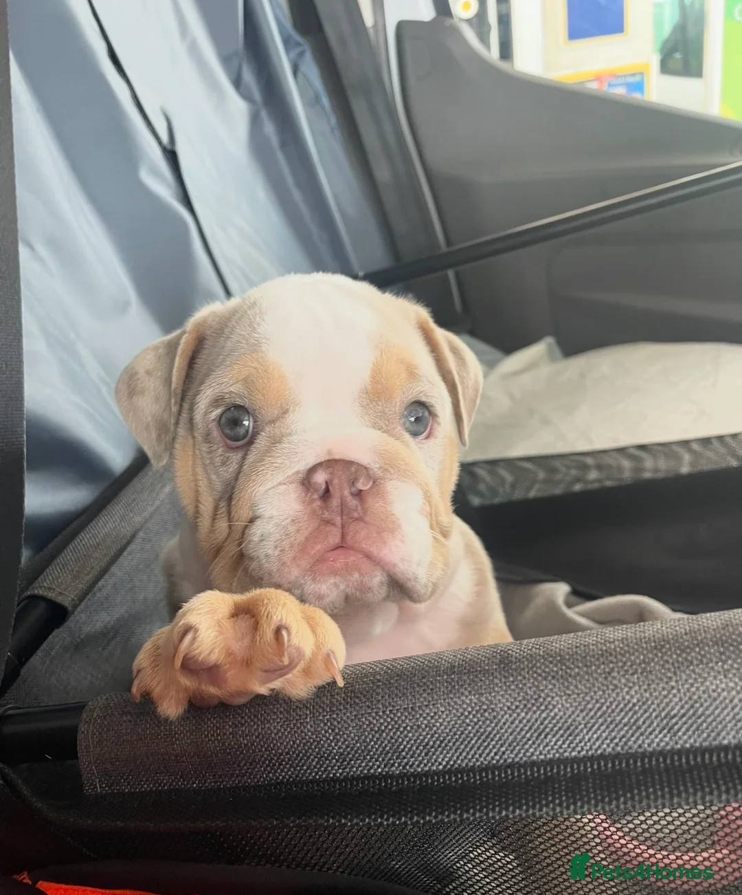 English Bulldog dogs for sale: ***REDUCED*** English bulldog Fully KC registered  - Advert 2