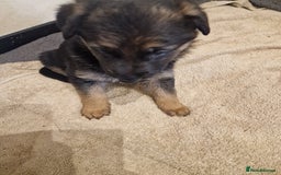 German Shepherd dogs for sale: Beautiful German Shepherd puppies - Image 3