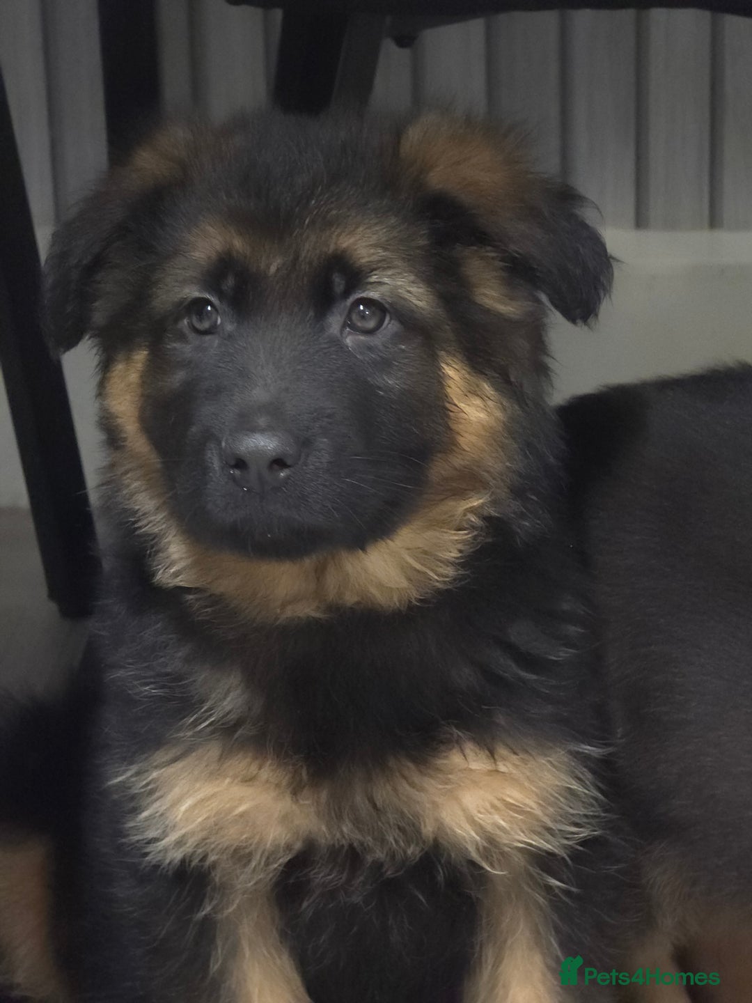 German Shepherd dogs for sale: Chunky German shepherd puppies for sale  - Advert 17