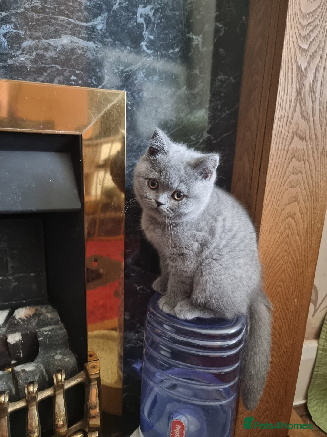 British Shorthair cats for sale: 3 Left Blue BSH Kittens Healthy GCCF Pedigree  - Image 12