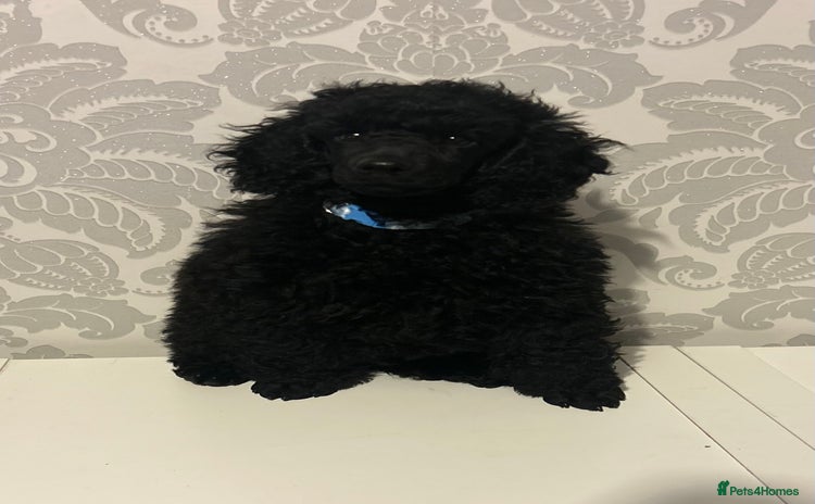 Miniature Poodle dogs - Advert 12