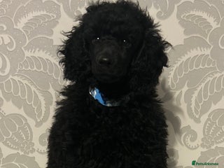 Miniature Poodle dogs male miniature poodle - Advert 1