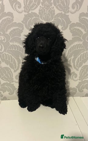 Miniature Poodle dogs - Advert 12