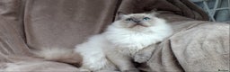 Ragdoll cats for sale: 2 RAGDOLL KITTENS TO GO TOGETHER CHAMPION IMP BL - Advert 9