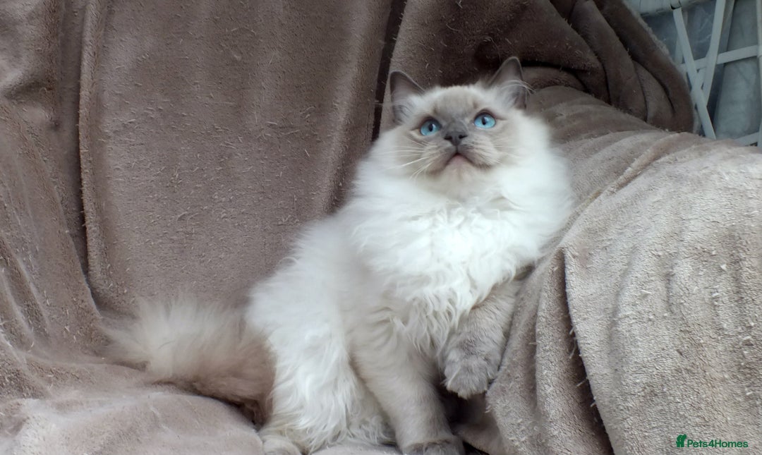 Ragdoll cats for sale: GCCF REG PET KITTENS CHAMPION IMPORT BLOODLINES - Image 2