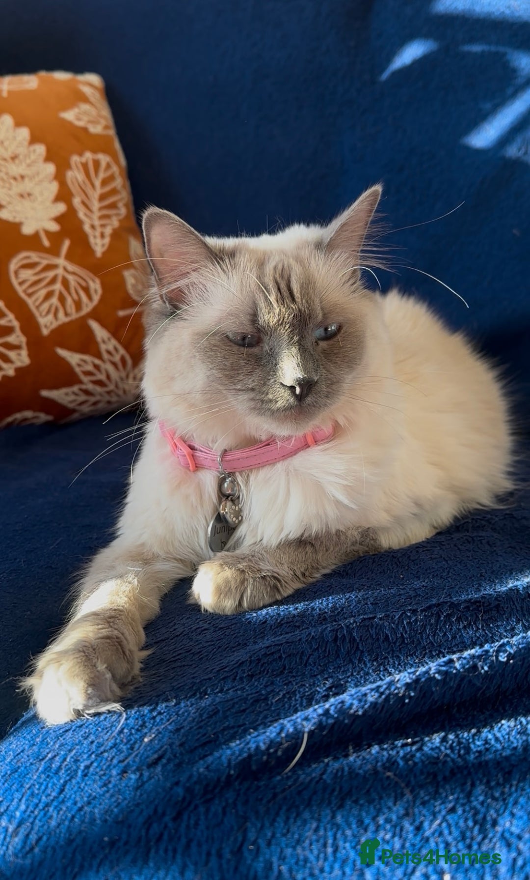 Ragdoll cats for sale: CHUNKY FLUFFY PEDIGREE RAGDOLL KITTENS - Advert 1