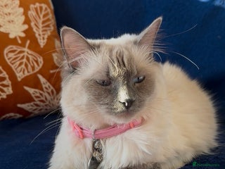 Ragdoll cats CHUNKY FLUFFY PEDIGREE RAGDOLL KITTENS - Advert 11