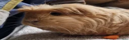 Guinea Pig rodents for sale: Beauitful Coronet breed female  - Advert 2