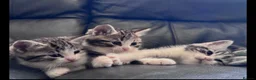 British Shorthair cats for sale: Silver BSH Kittens in London - Advert 5