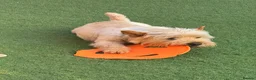 Cairn Terrier dogs for sale: KC reg pups off health tested parent avail 11/08 - Advert 10