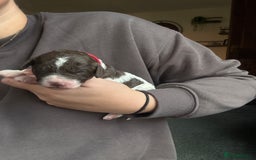 Sproodle dogs for sale:  Gorgeous F2 Sproodle Puppies – Family Raised  - Image 11