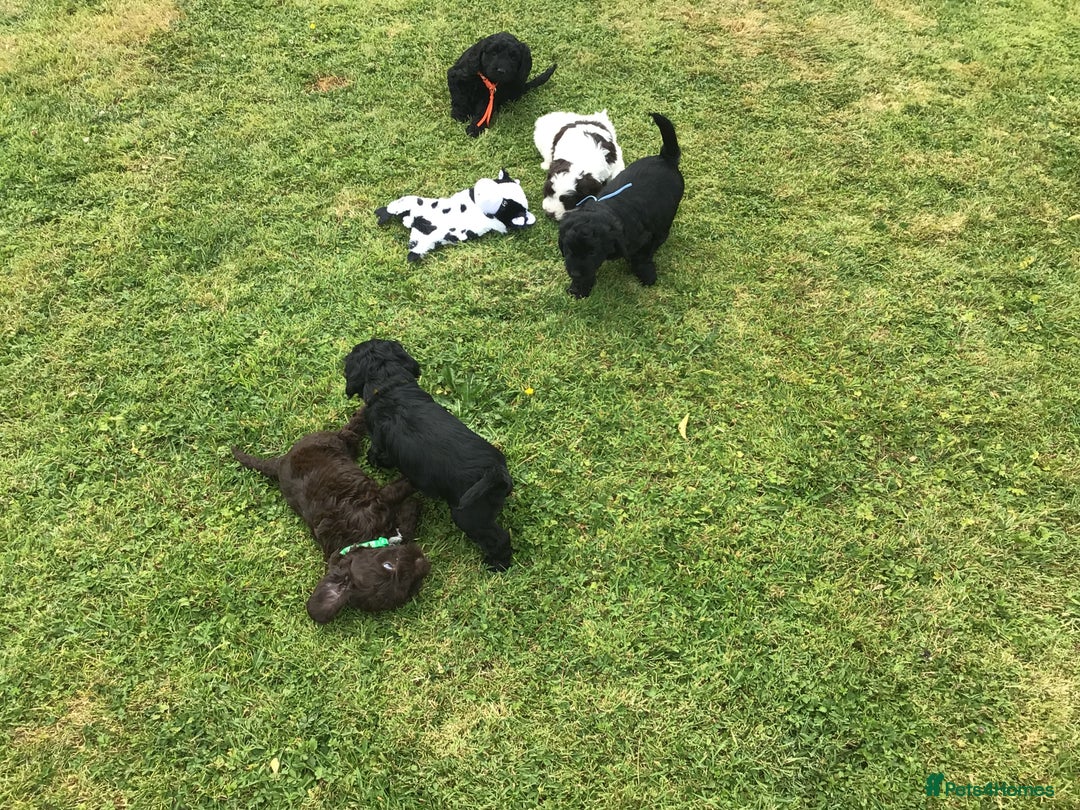 Cockapoo dogs for sale: COCKAPOO PUPS. READY TO LEAVE. - Image 15