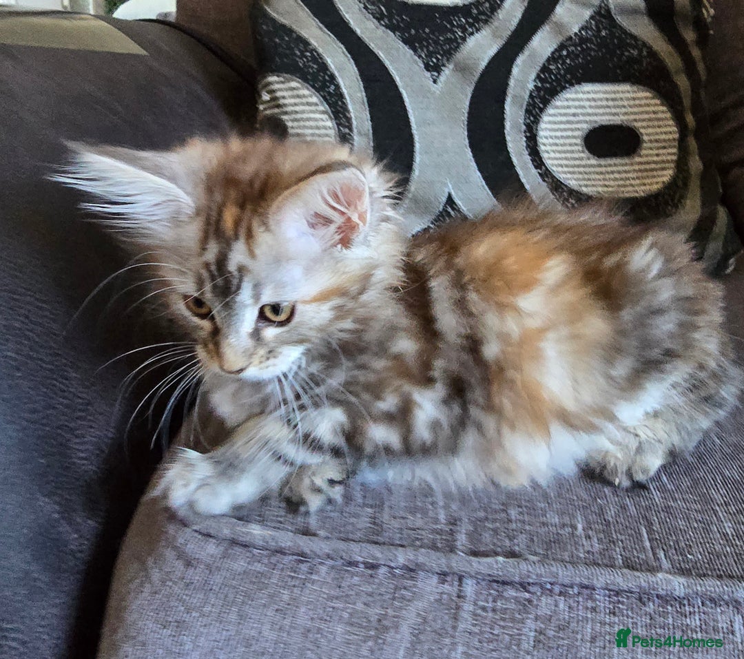 Maine Coon cats for sale: Maine coon kittens  - Image 26