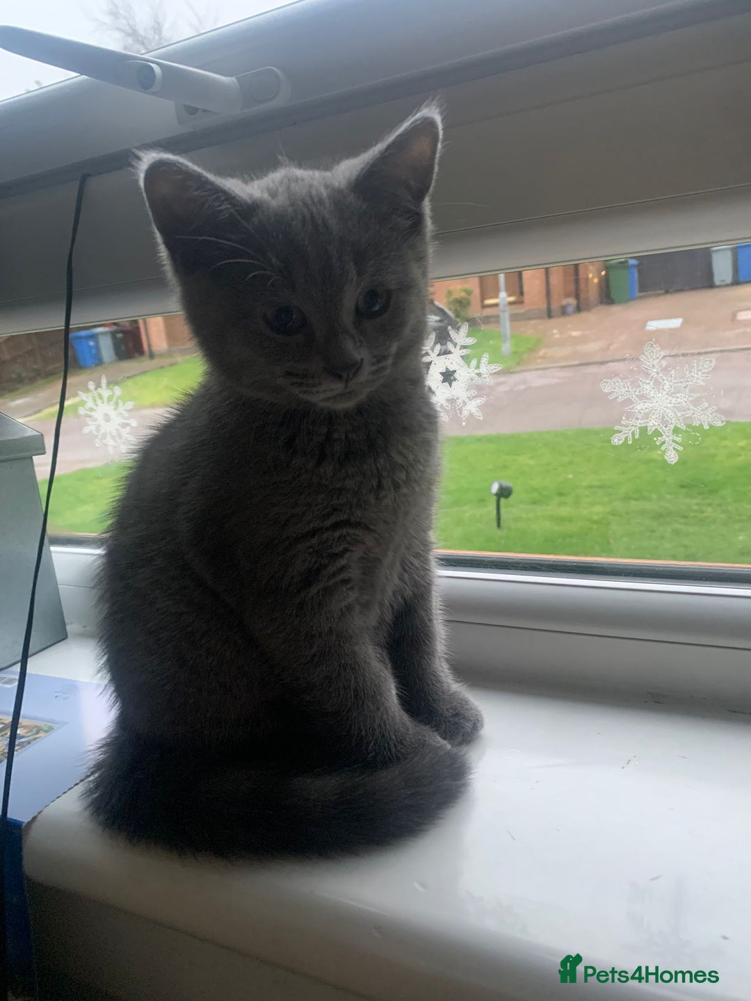 Mixed Breed cats for sale: British shorthair with Russian Blue mix - Advert 9