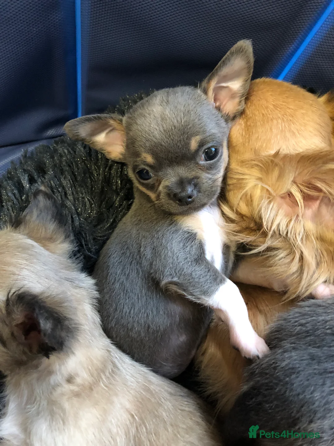 Chihuahua dogs for sale: Long haired and short haired chihuahua puppies - Advert 3