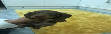 Miniature Dachshund 2