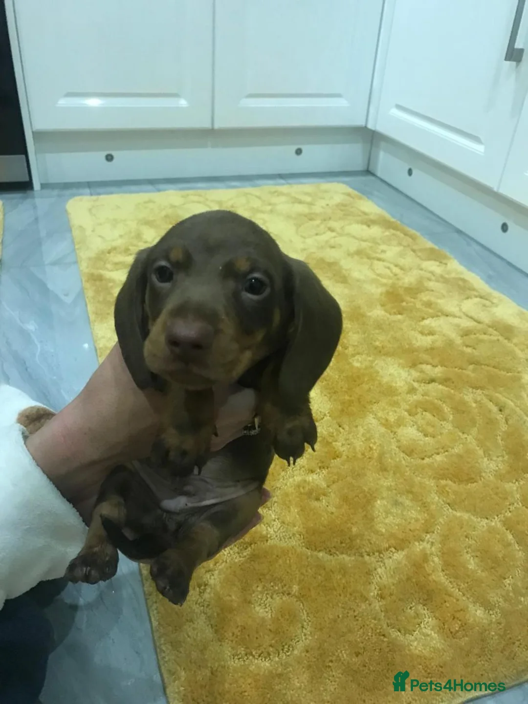 Miniature Dachshund dogs for sale: MINIATURE DACHSHUND PUPPIES FOR SALE in Huddersfield - Advert 8