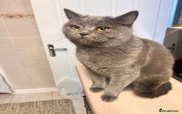 British Shorthair cats for sale: 5 Adorable British Shorthair Kittens - Image 35