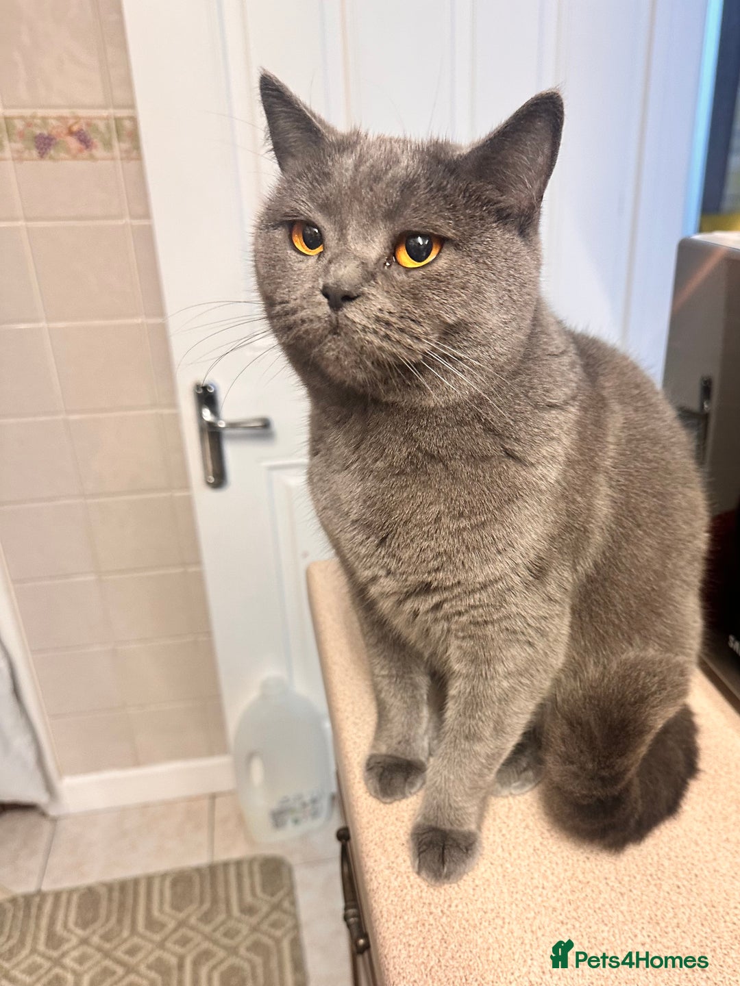 British Shorthair cats for sale: 5 Adorable British Shorthair Kittens - Image 35