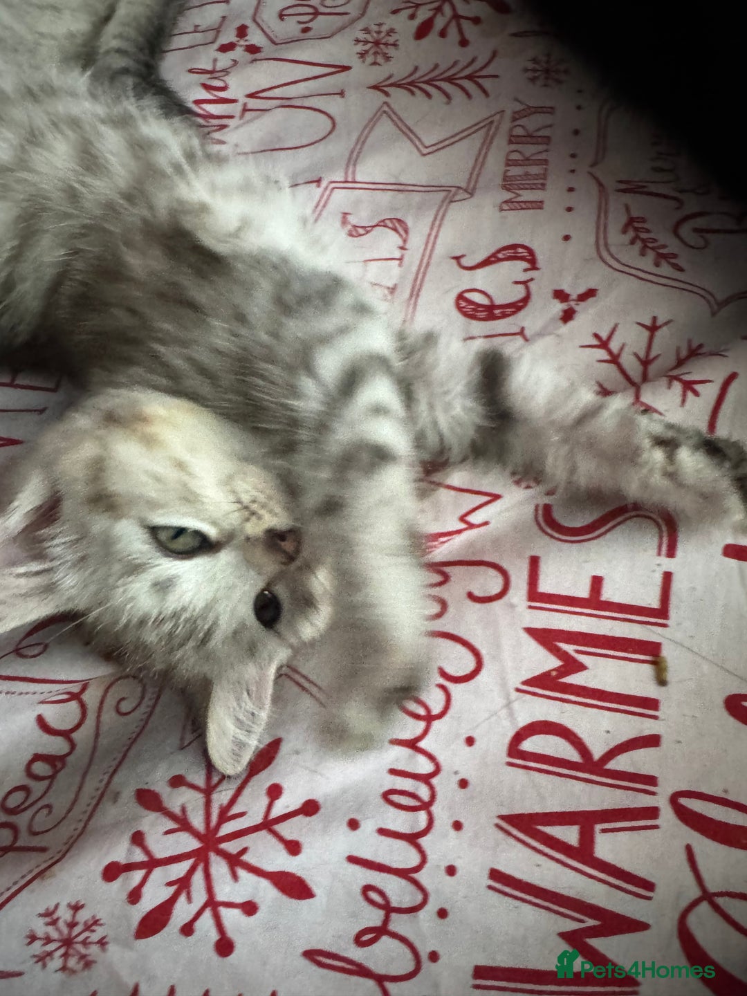 British Shorthair cats for sale: British Short Hair White Kittens  - Image 7