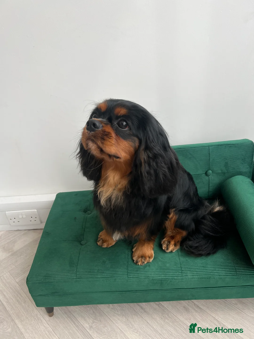 Cavalier King Charles Spaniel dogs for stud: KC Registered Cavalier King Charles Spaniel - Advert 4