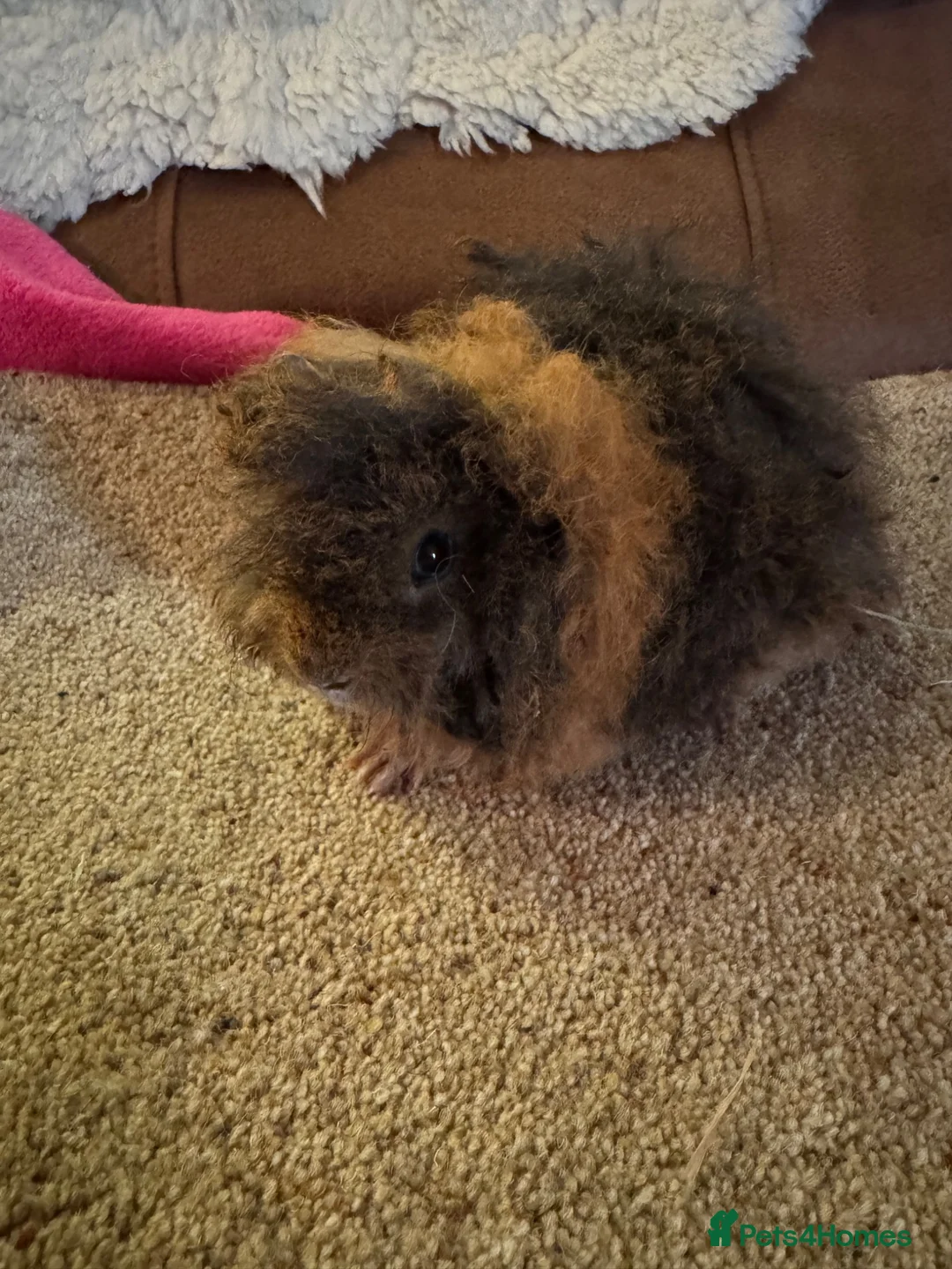 Guinea Pig rodents for sale: Guinea pig Alpaca boar 6 mths  - Advert 12
