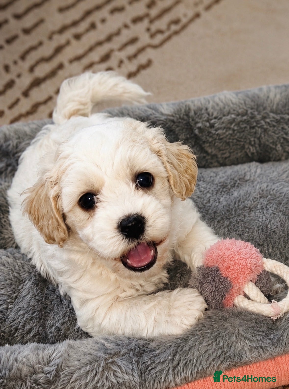 Maltipoo dogs 🐶 1  boy available stunning maltipoo puppies 🐶 - Advert 1