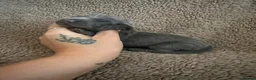 Miniature Dachshund dogs for sale: Perfect Tiny miniature dachshunds  - Advert 8