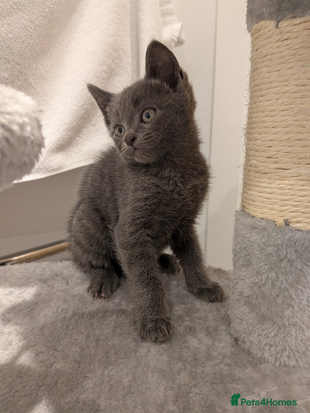 Russian Blue cats for sale: Russian blue male kitten  - Advert 5