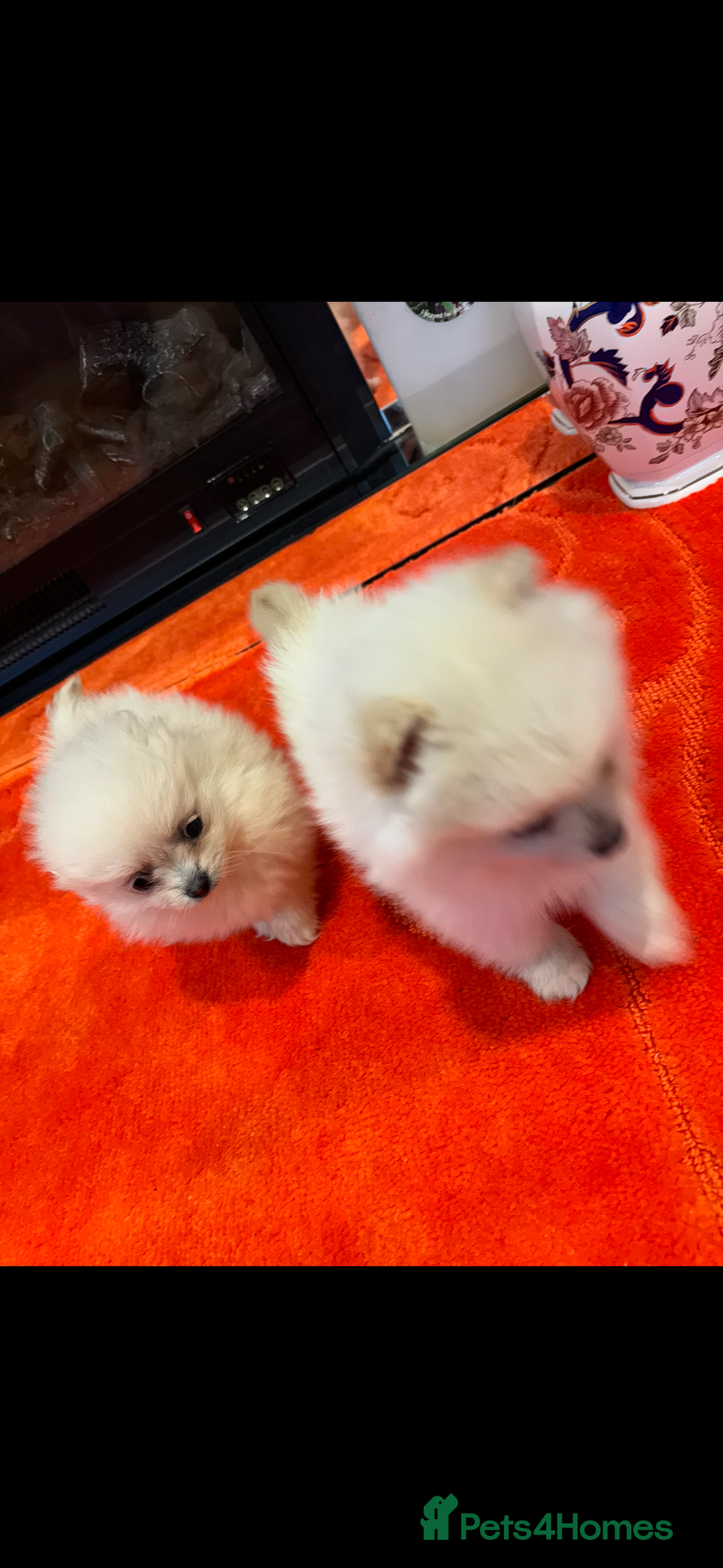 Pomeranian dogs for sale: 2 Miniature Pomeranian Puppies - Advert 6