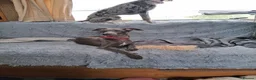 Italian Greyhound dogs for sale: Italian greyhound / whippet  - Advert 12