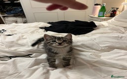Mixed Breed cats for sale: 5 Gorgeous Happy Babies (Ready to Go) - Image 21