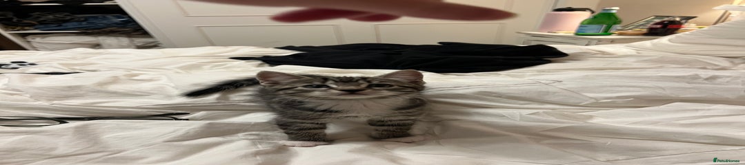 Mixed Breed Kitten 4