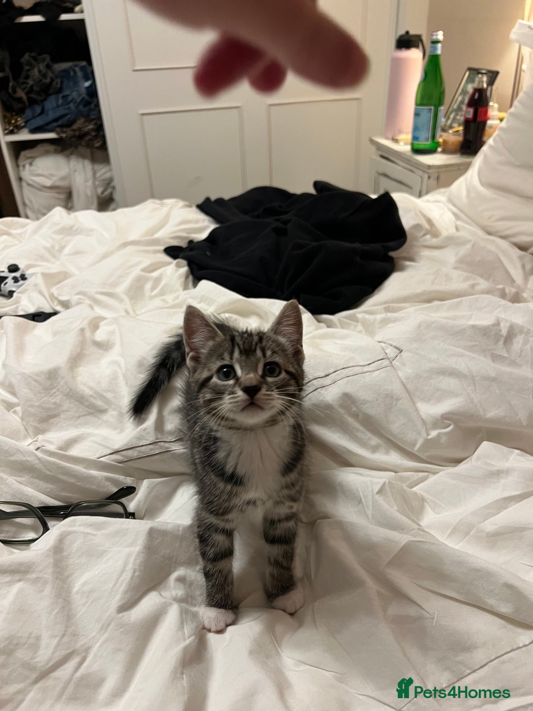 Mixed Breed cats for sale: 5 Gorgeous Happy Babies (Ready to Go) - Image 21