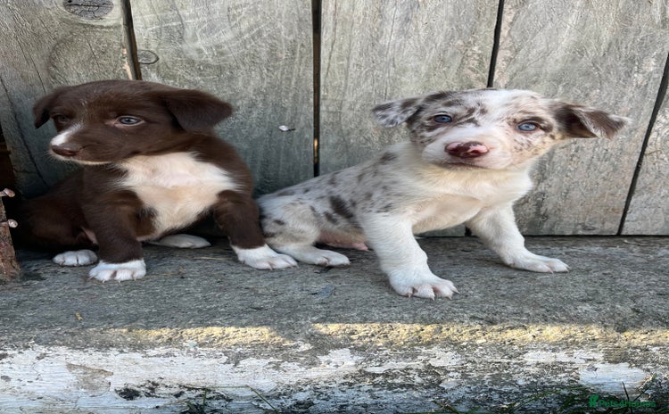 Mixed Breed dogs - Advert 1