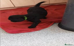 Labradoodle dogs for sale: F,1,B Standard labradoodles - Image 13