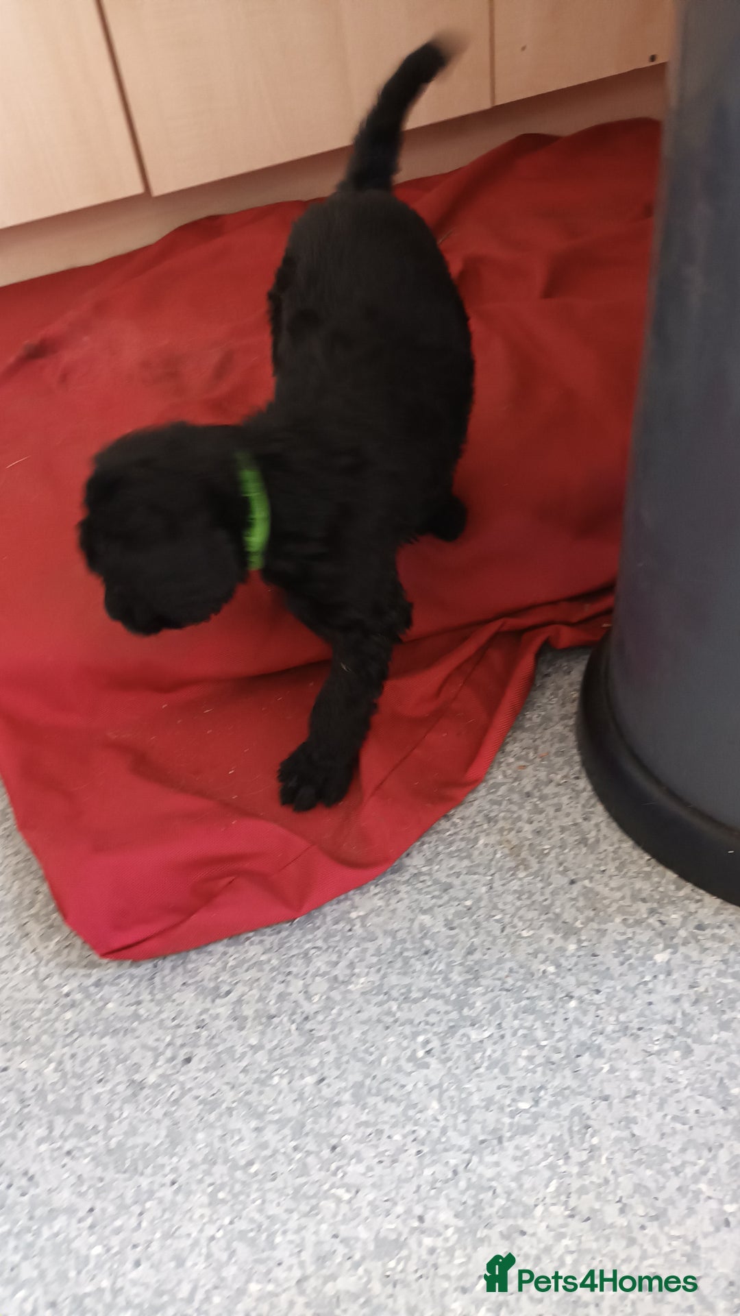 Labradoodle dogs for sale: F,1,B Standard labradoodles - Image 13