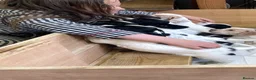 Sprocker dogs for sale: Beautiful F2 Sprocker Puppies  - Advert 8