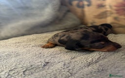 Miniature Dachshund dogs for sale: Lovely Mini Daschunds Looking For A Forever Sofa - Image 4