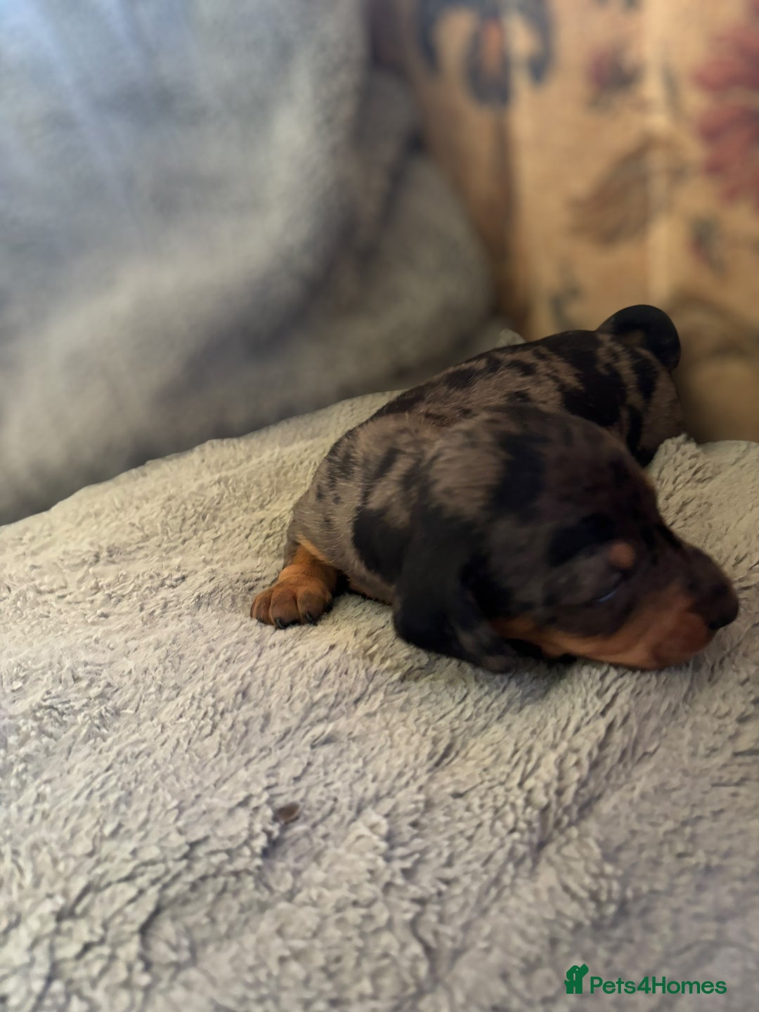 Miniature Dachshund dogs for sale: Lovely Mini Daschunds Looking For A Forever Sofa - Image 4