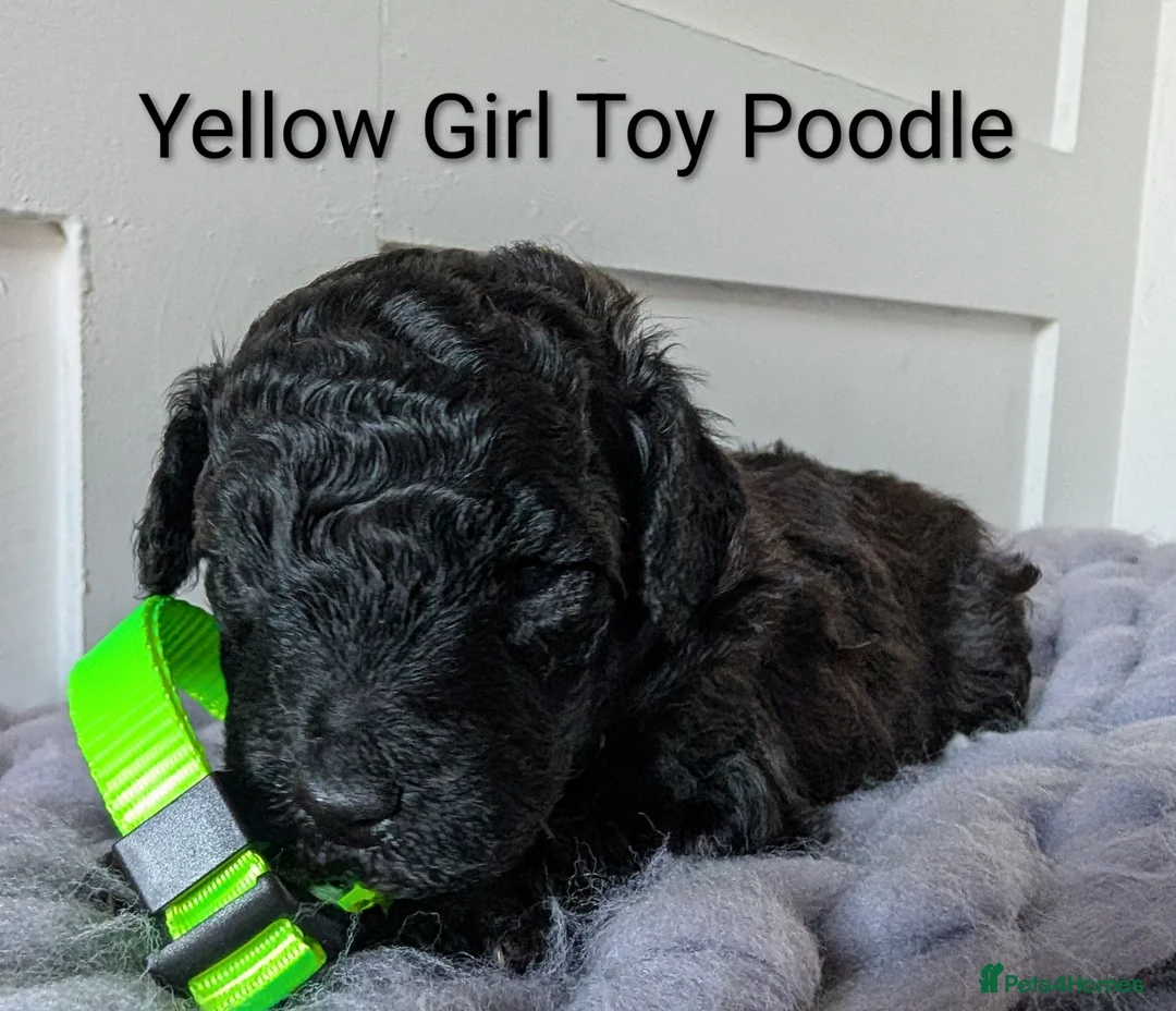 Toy Poodle dogs for sale: Stunning KC Reg Toy Poodle Puppies  - Advert 3