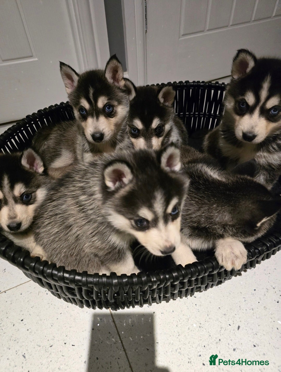 Pomsky dogs for sale: Beautiful F4 blue eyed Pomsky puppies  - Image 5